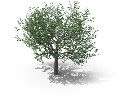 Kirschbaum
