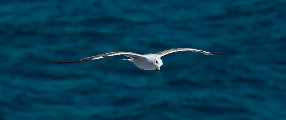 Möwe fliegt über das Meer Usability und Gamification